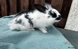 Lionhead rabbits for sale: Baby lion head rabbits for sale - Image 10
