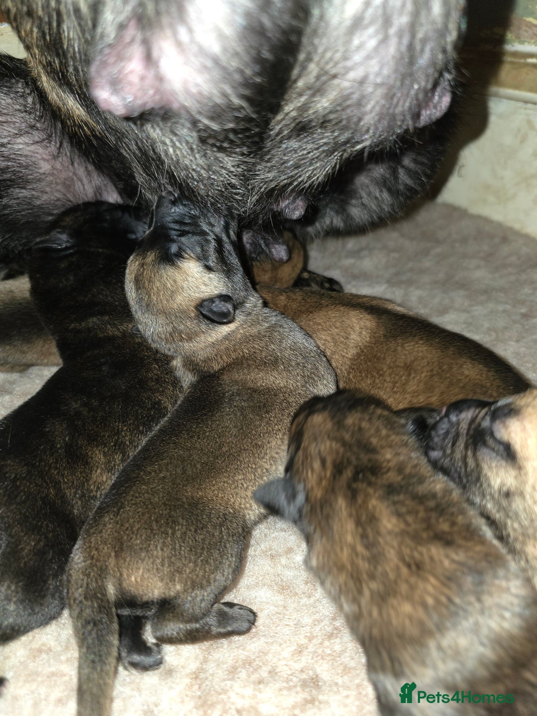 Belgian Shepherd Dog dogs for sale: Dutch Herder Puppies - Advert 18