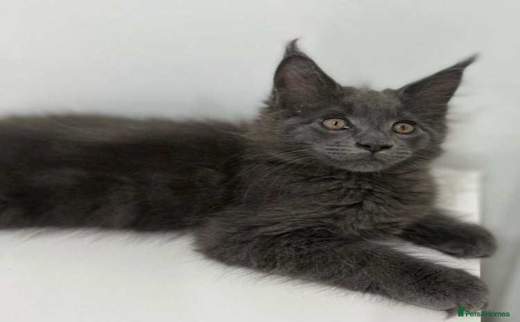 Maine Coon cats - Advert 1
