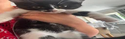 Mixed Breed cats for sale: READY NOW - Advert 11