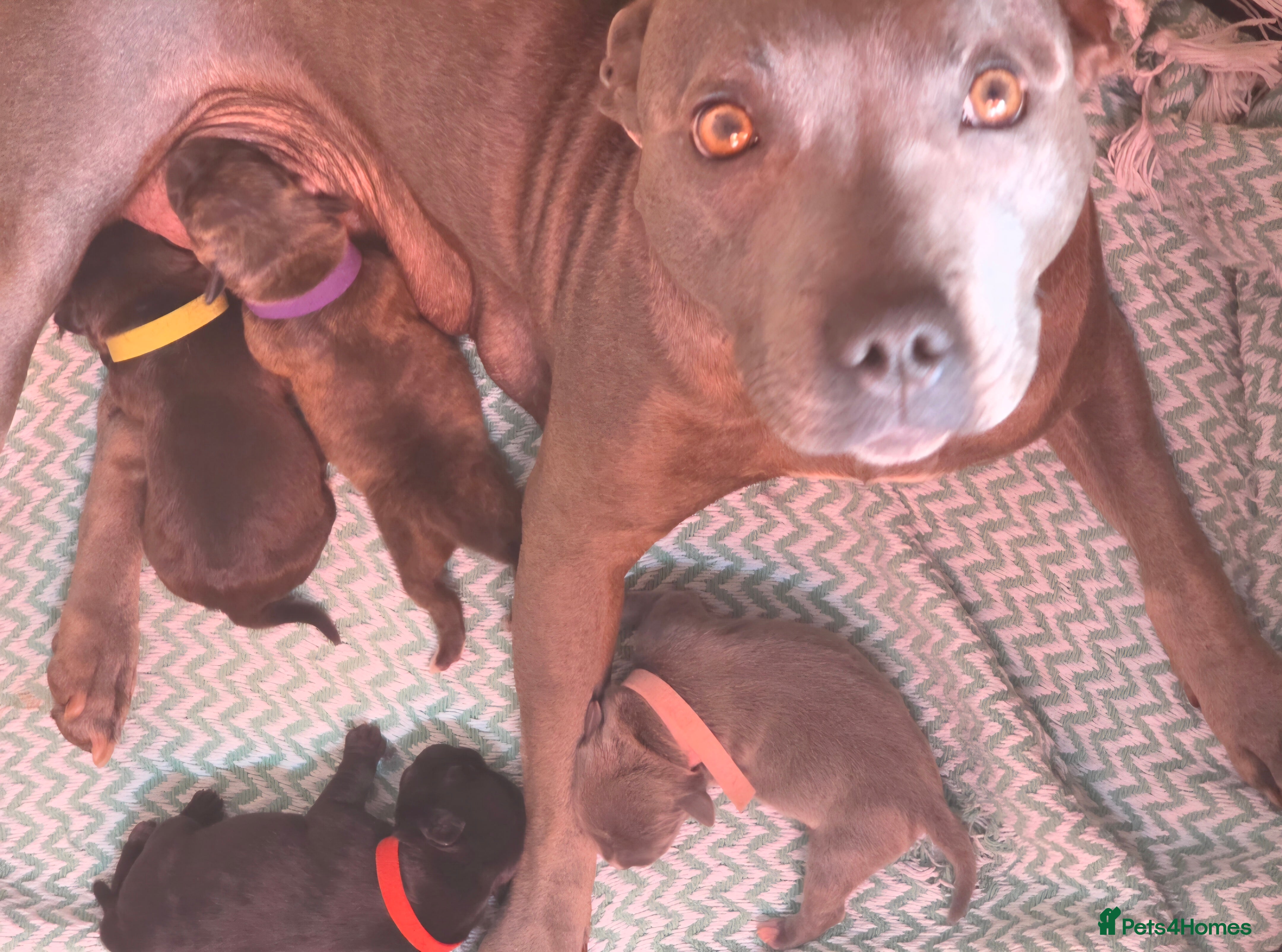 Staffordshire Bull Terrier dogs 4 Beautiful Staffs Low % COI - Advert 6