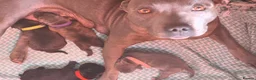 Staffordshire Bull Terrier dogs for sale: 4 Beautiful Staffs Low % COI - Advert 1