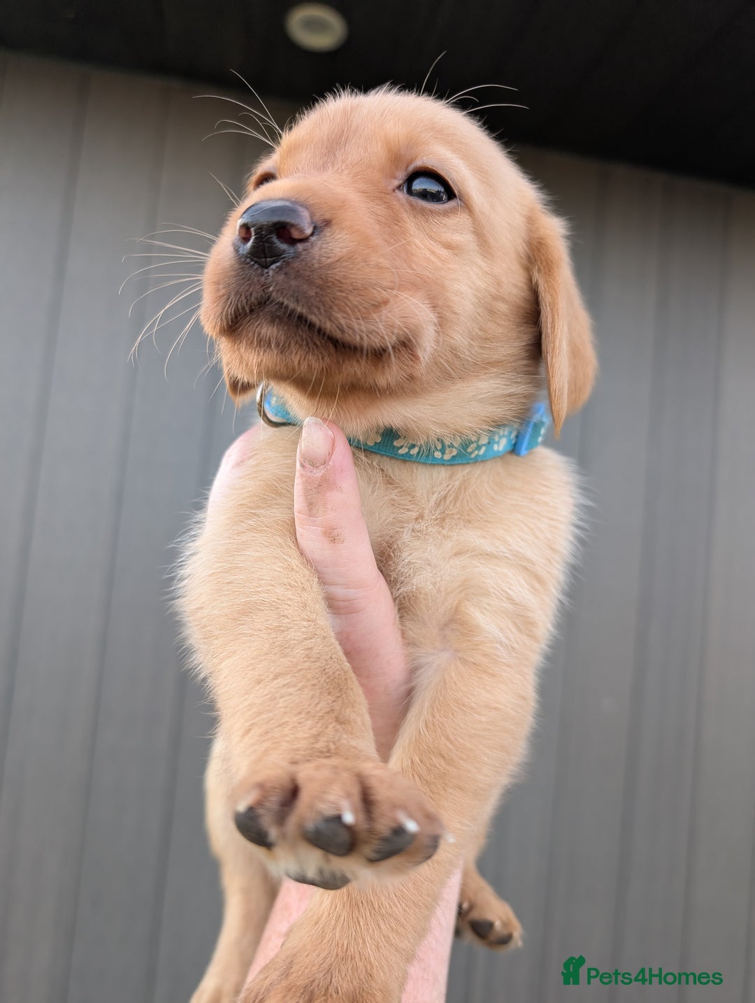 Labrador Retriever dogs for sale: KC Registered black labrador - Advert 6