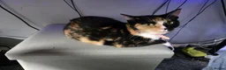 Domestic Shorthair cats for sale: Bonded pair of cats. Male and female in Newport - Advert 10