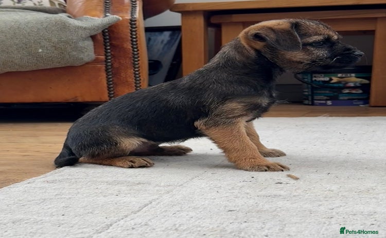 Border Terrier dogs - Advert 5