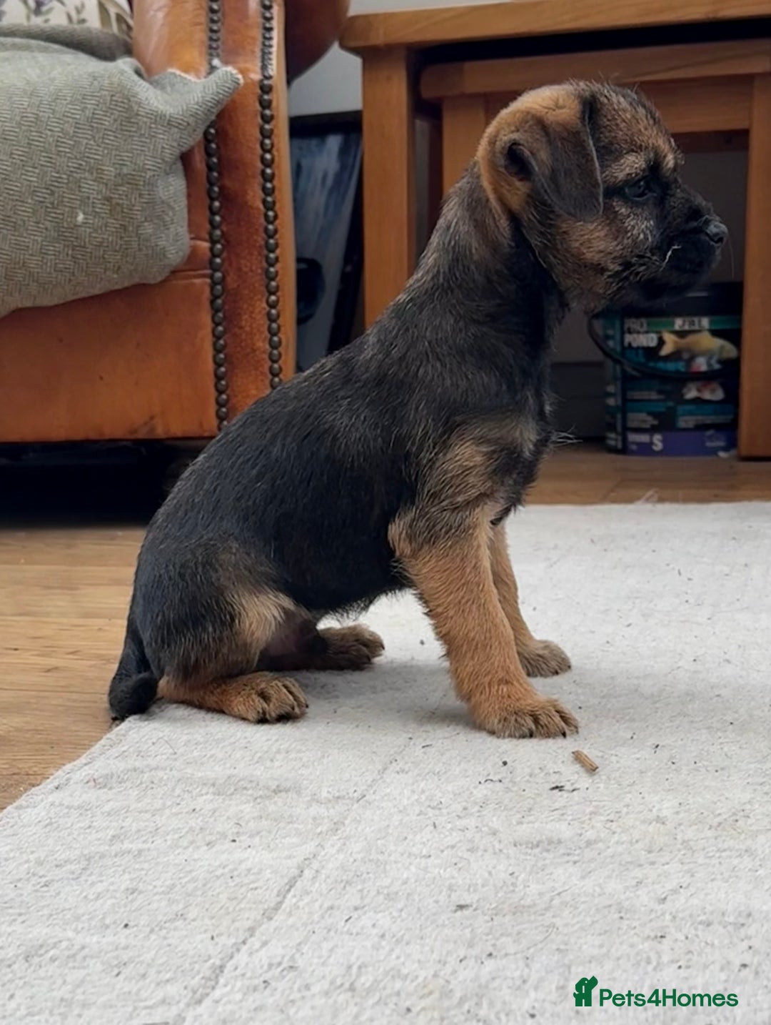Border Terrier dogs for sale: 🧡Fabulous KC Border Terrier Girl - Image 5