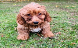 Shih Tzu dogs for sale: Shih Tzu Puppies  - Image 6