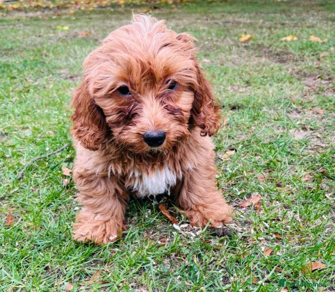 Shih Tzu dogs for sale: Shih Tzu Puppies  - Image 6