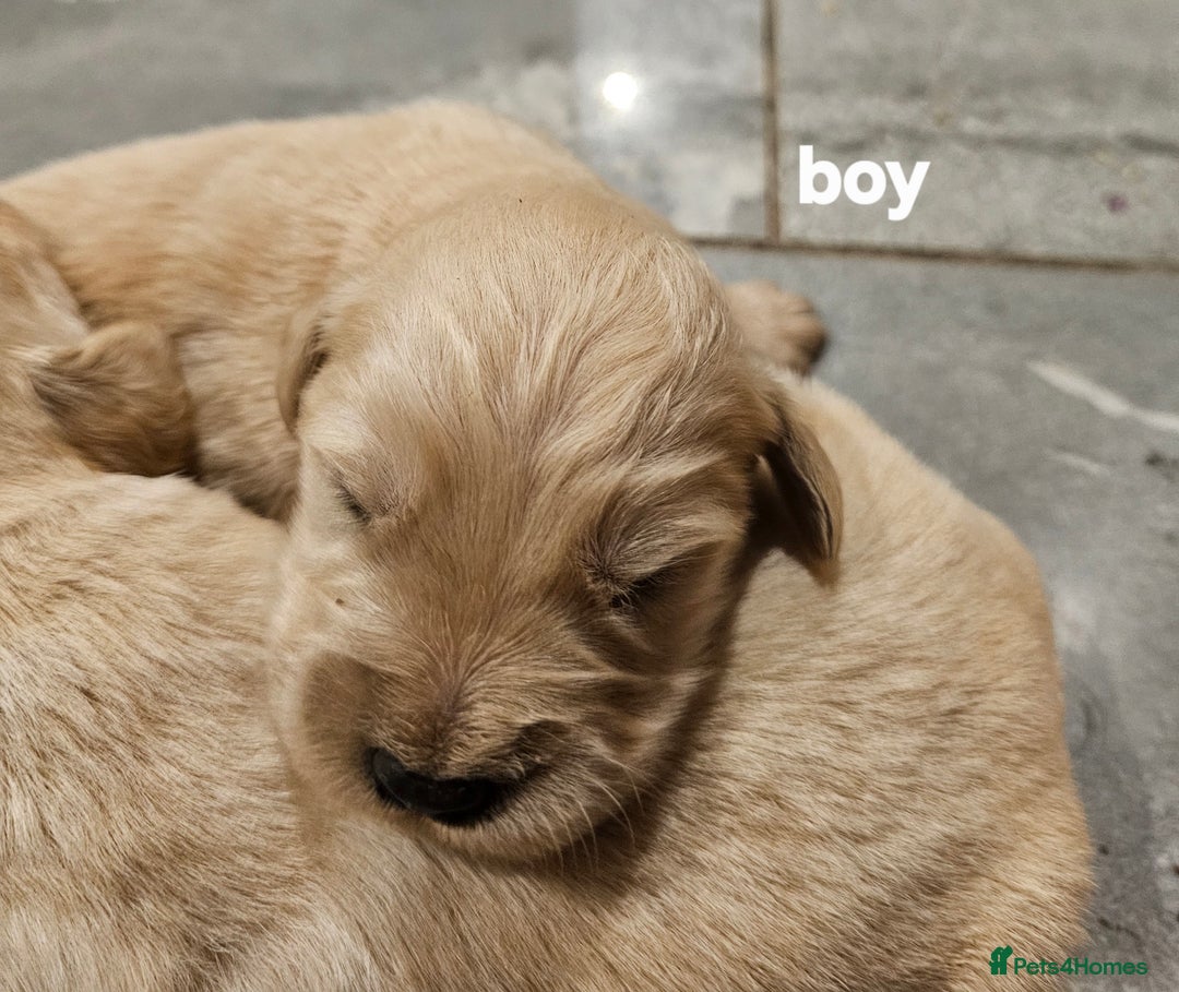 Golden Retriever dogs for sale: KC registered pedigree Golden Retriever pups - Image 10