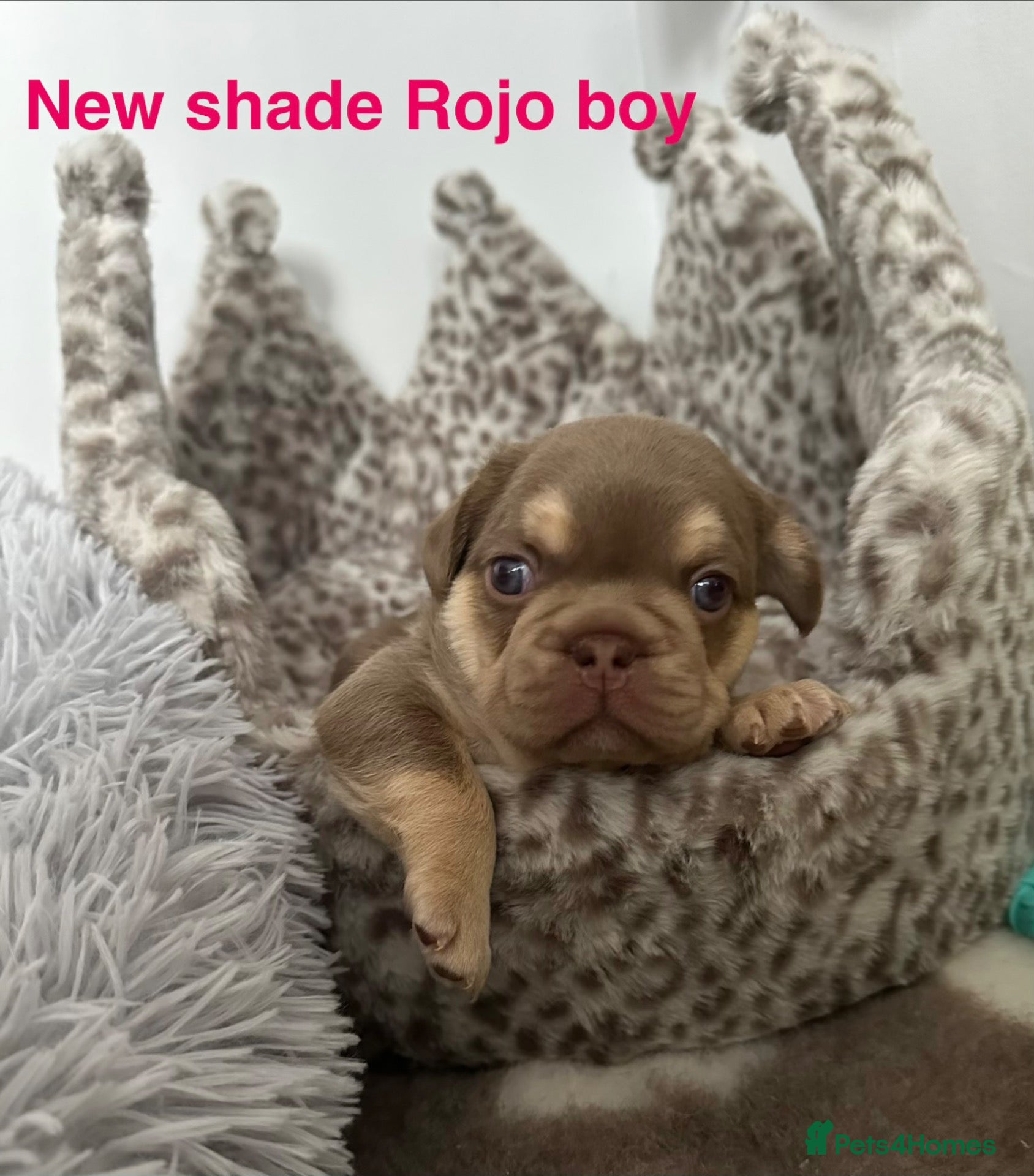 French Bulldog dogs 2 stunning boys left  - Advert 2