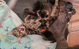 Maine Coon cats for sale: Maine coon cross munchkin kittens for sale in Cramlington - Image 20