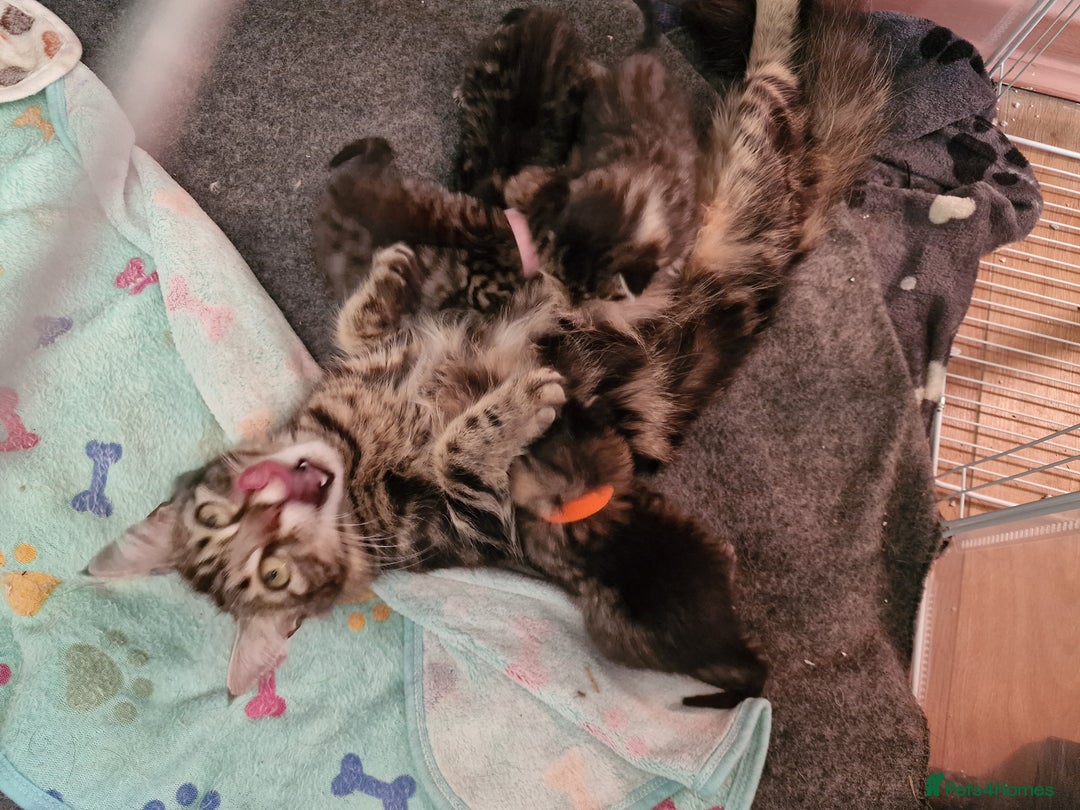 Maine Coon cats for sale: Maine coon cross munchkin kittens for sale in Cramlington - Image 20