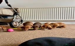 Miniature Dachshund dogs for sale: Miniature Dachshund Pups  in Banbury - Image 36