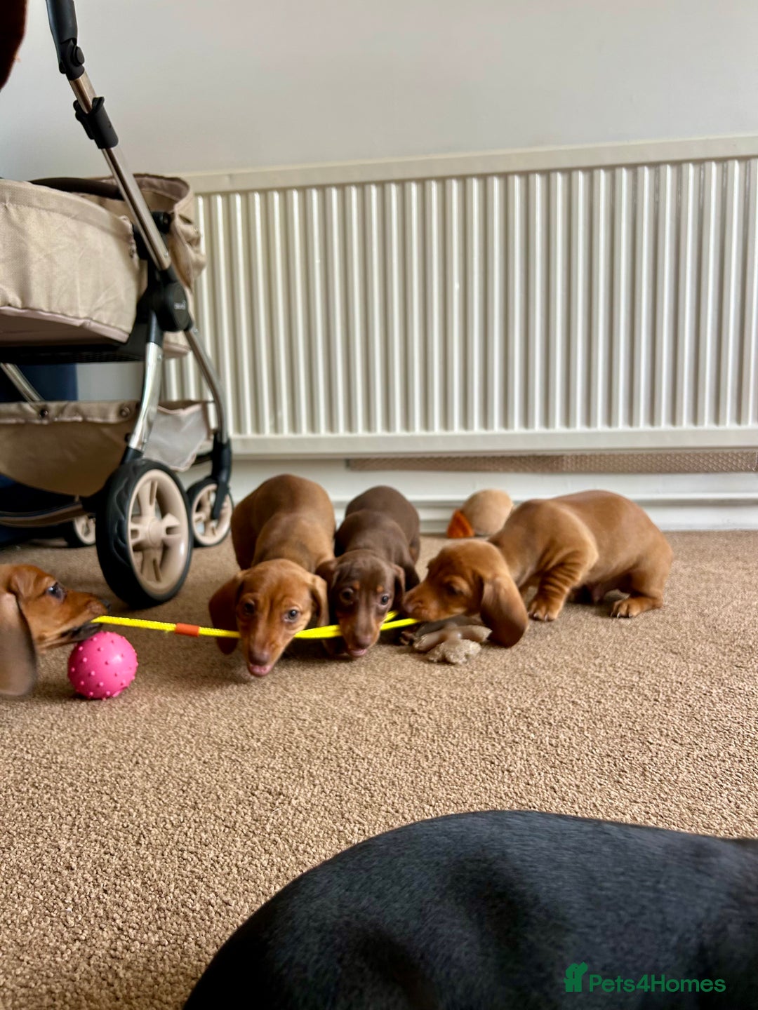 Miniature Dachshund dogs for sale: Miniature Dachshund Pups  in Banbury - Image 36
