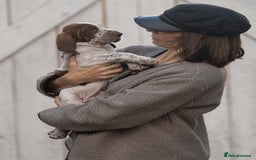 Bracco Italiano dogs for sale: This sweet boy is available  - Advert 3