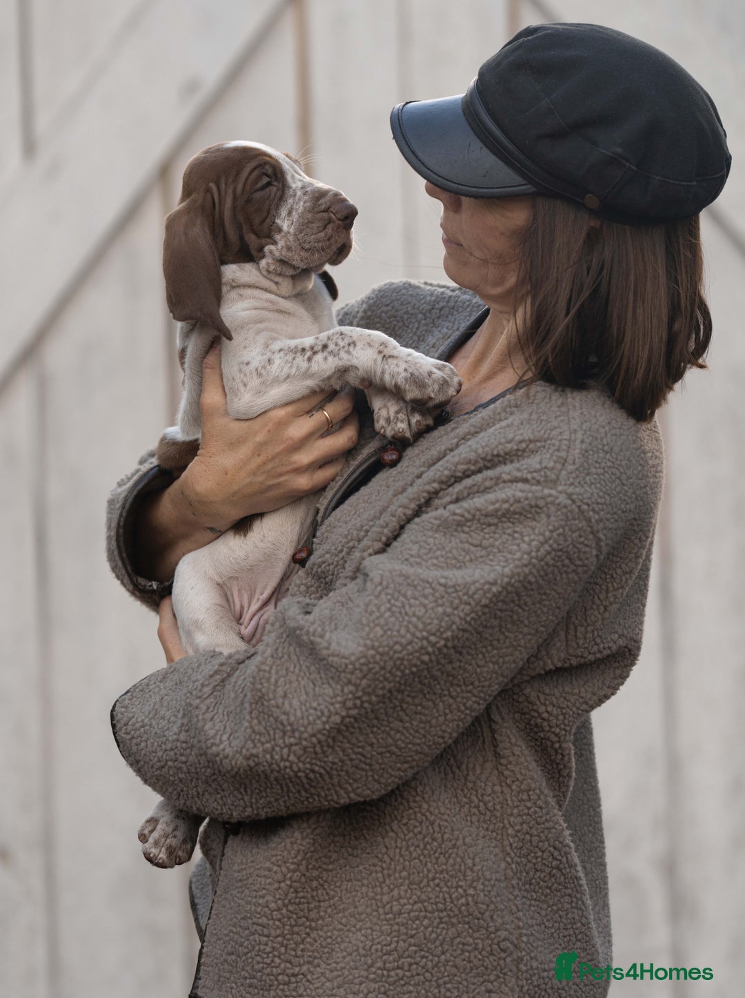 Bracco Italiano dogs for sale: This sweet boy is available  - Advert 3