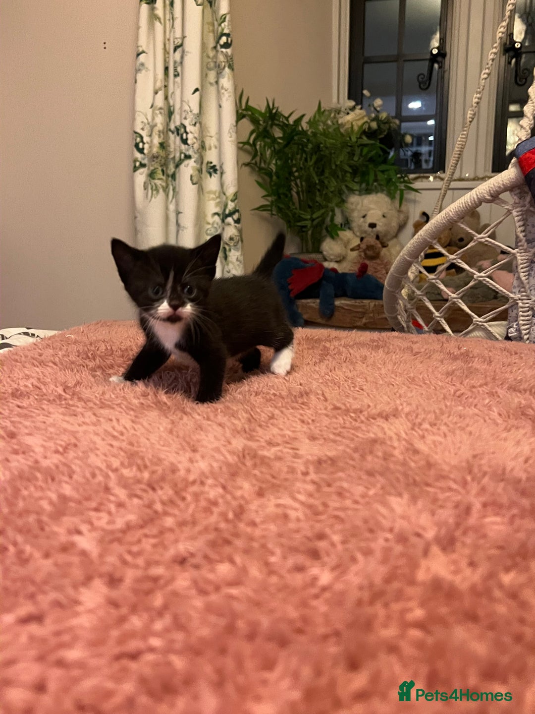 Domestic Shorthair cats for sale: Russian blue mix - Advert 9