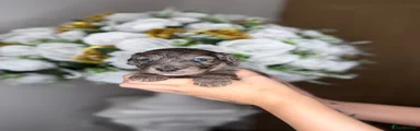 Cockapoo 3
