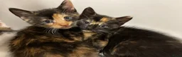 Mixed Breed cats for sale: 6 Adorable Kittens – 3 Boys & 3 Girls - Advert 2