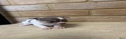 Chihuahua dogs for sale: 🐾GORGEOUS CHIHUAHUA PUPPIES READY TO RESERVE NOW - Advert 7