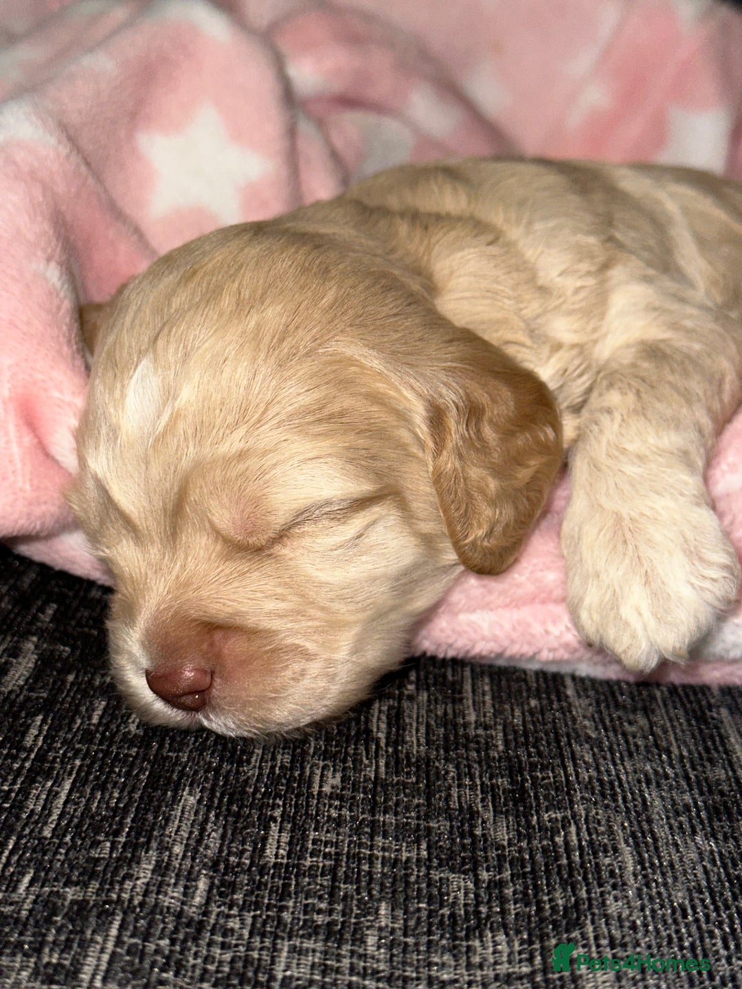 Cockapoo dogs for sale: F1 Miniature Cockapoo.   - Advert 3