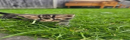 Mixed Breed cats for sale: Mixed breed kitten  - Advert 23