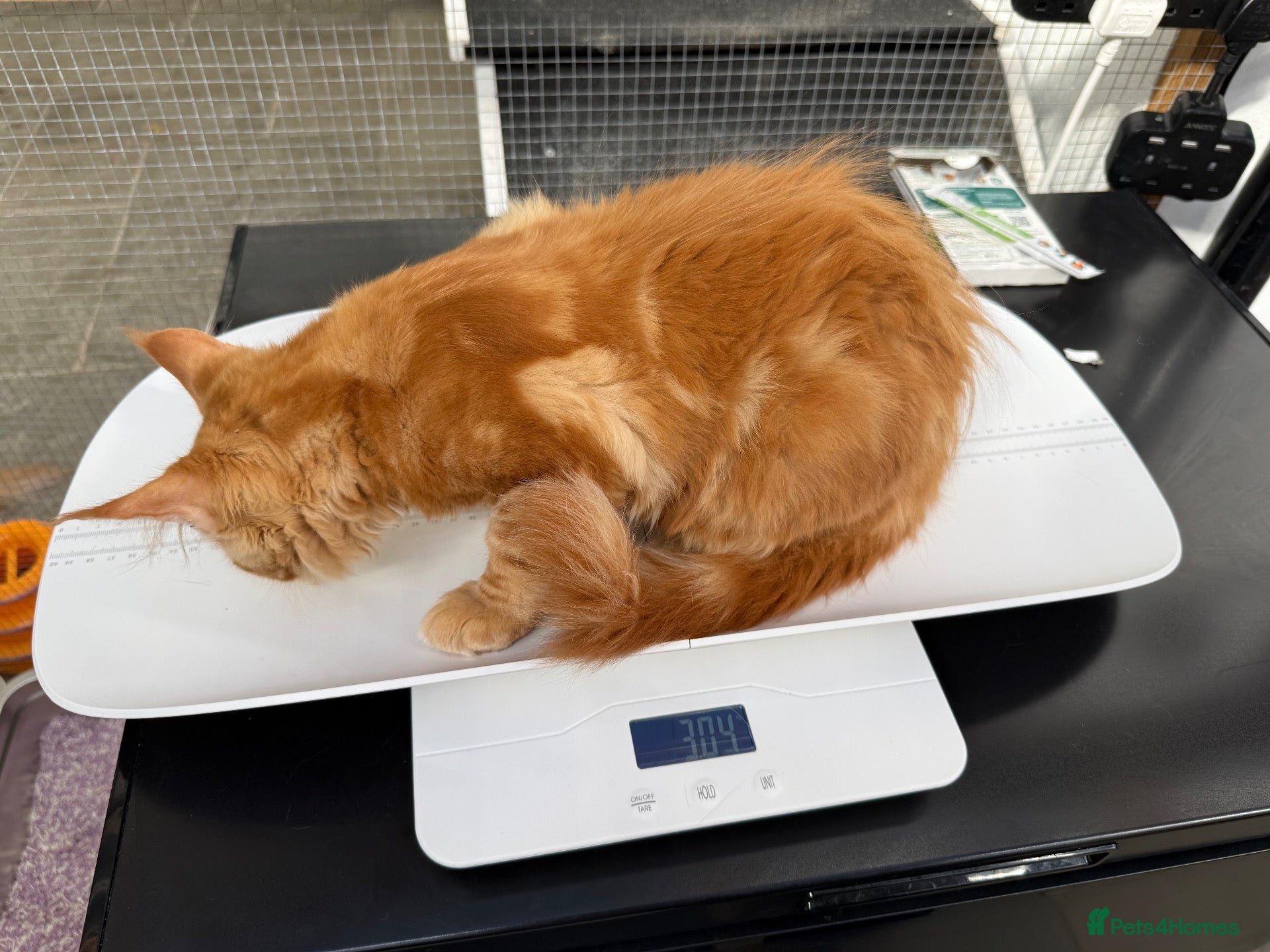 Maine Coon cats TICa reg 9 XXL Massive Red Kittens - Advert 2