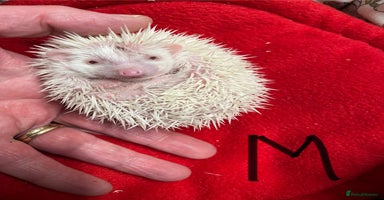 Pygmy Hedgehog rodents - Advert 9