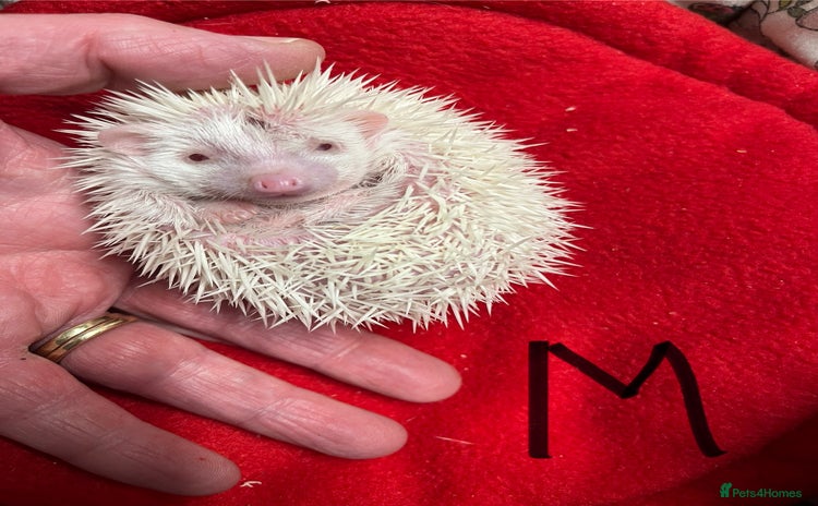 Pygmy Hedgehog rodents - Advert 4