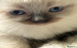 Ragdoll cats for sale: Lynx Seal Point and Seal Ragdoll Kittens - Image 7