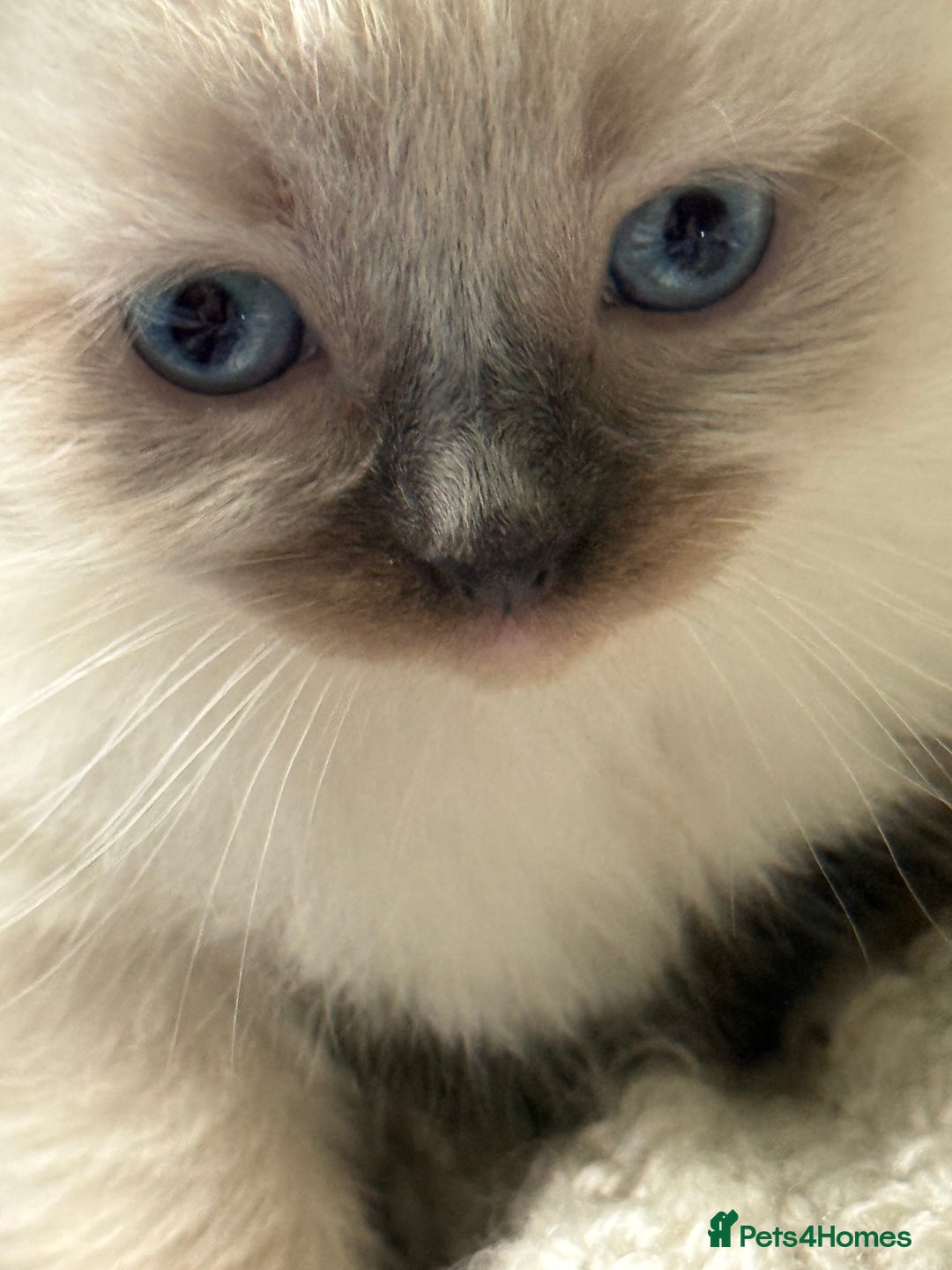 Ragdoll cats for sale: Lynx Seal Point and Seal Ragdoll Kittens - Image 7