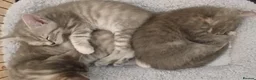 Mixed Breed cats for sale: Three month old kitten in Aberdeen - Advert 4