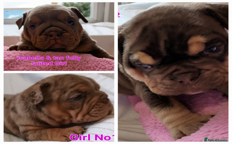 English Bulldog dogs - Advert 6