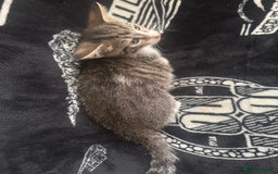 Mixed Breed cats for sale: Tabby/calico  - Image 5