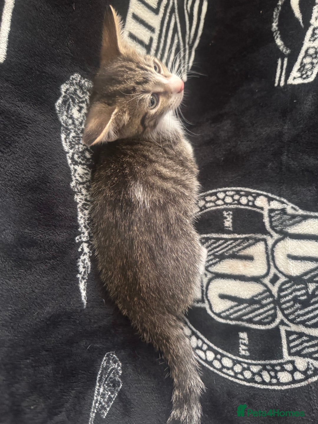 Mixed Breed cats for sale: Tabby/calico  - Image 5