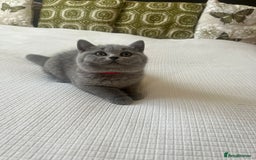 British Shorthair cats for sale: Champion line British Shorthair kittens  - Image 13