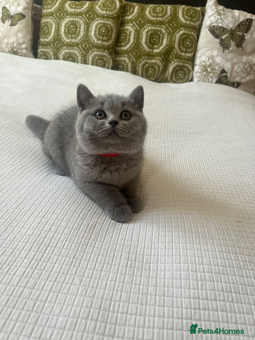 British Shorthair cats for sale: Champion line British Shorthair kittens  - Image 13