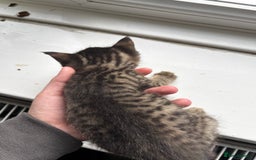 Mixed Breed cats for sale: Beautiful cross mixed breed bengal/tabby kittens  - Image 2