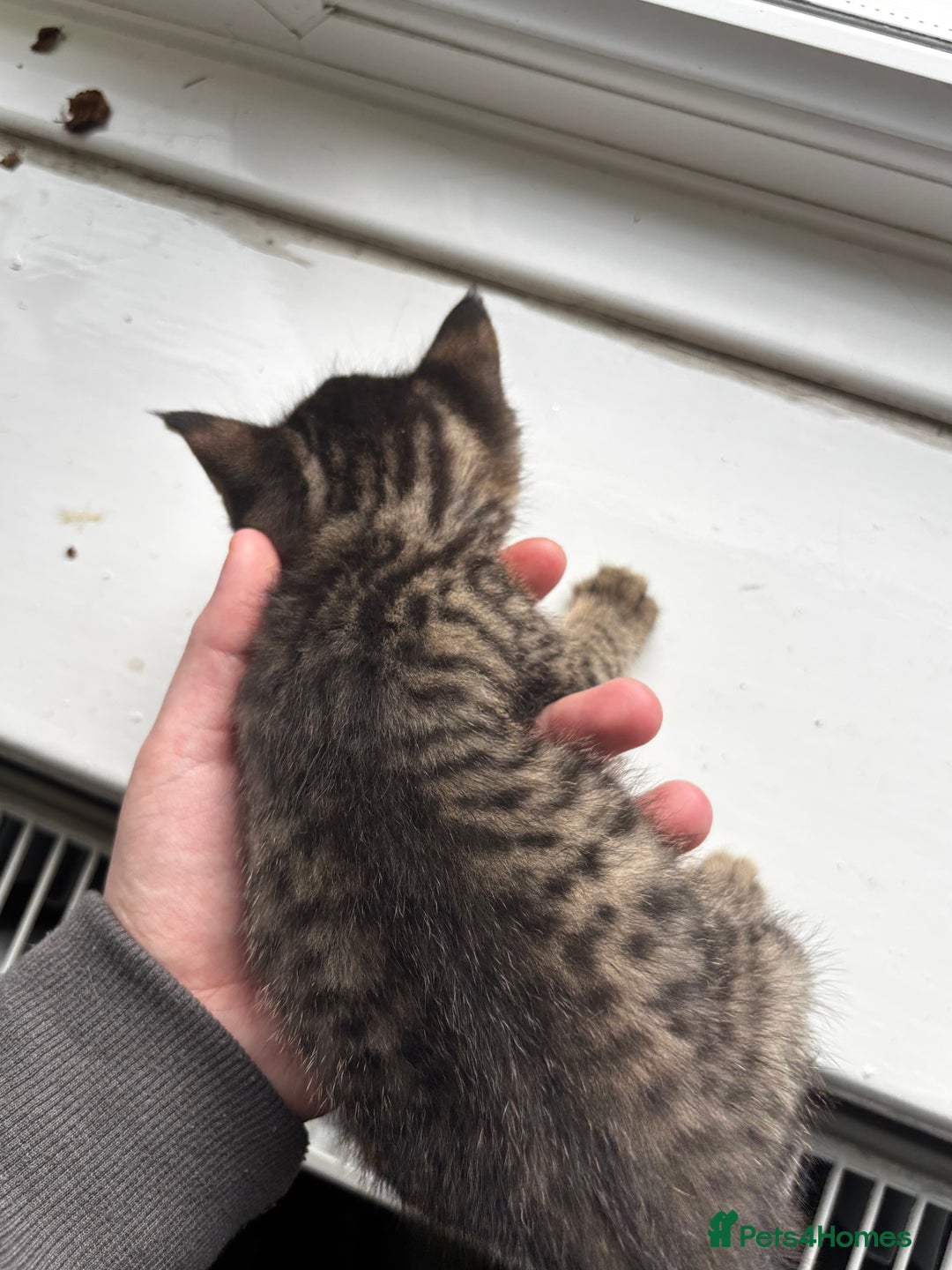 Mixed Breed cats for sale: Beautiful cross mixed breed bengal/tabby kittens  - Image 2