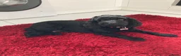 Cockapoo dogs for sale: 2 F1B cockapoo puppies both male  - Advert 5