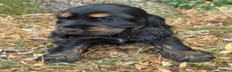 Cocker Spaniel dogs for sale: KC REGISTERED 100% SHOWTYPE HEALTH TESTED PARENTS - Advert 10