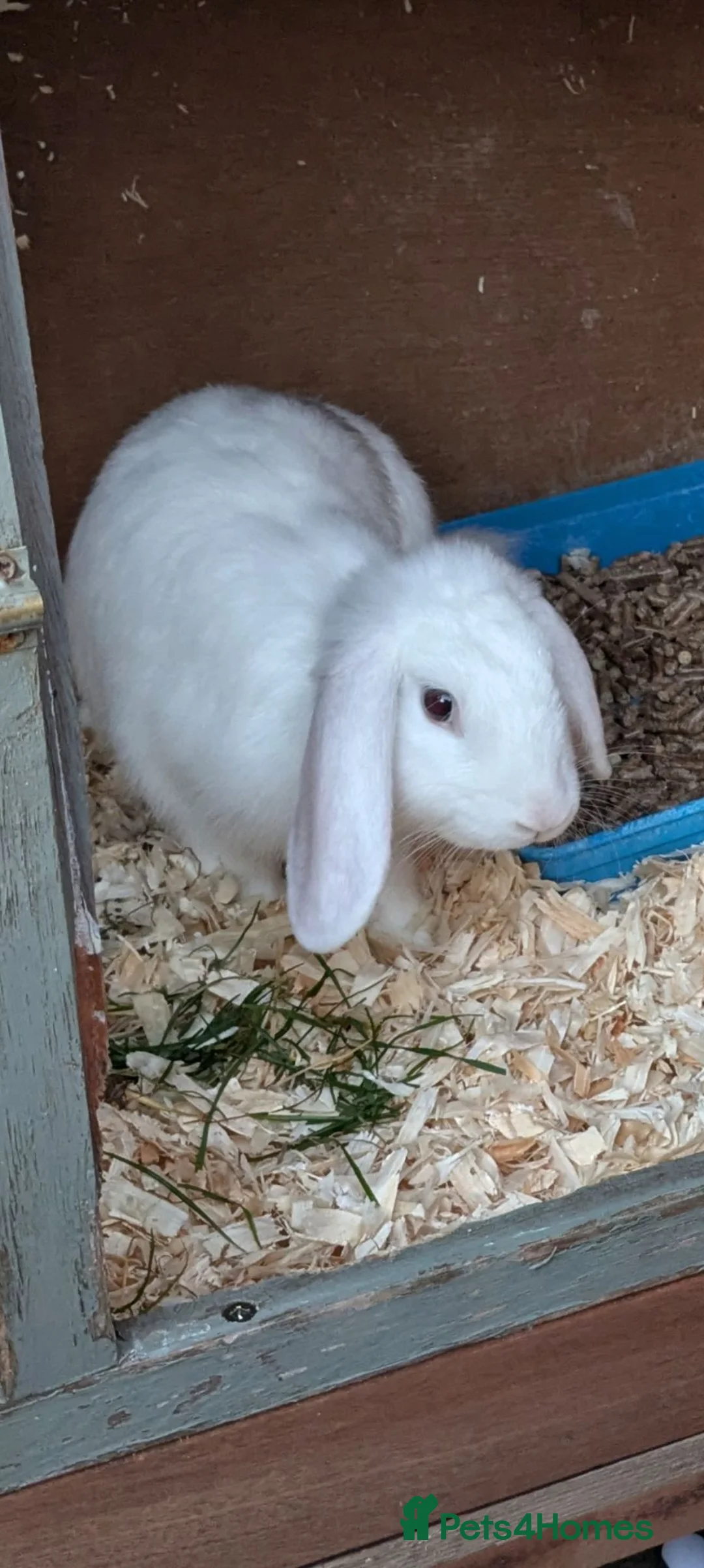 Mini Lop rabbits for sale: Mini Lop Rabbits in Preston - Advert 2
