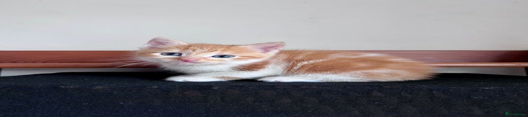 Mixed Breed Ginger and White Kitten 2