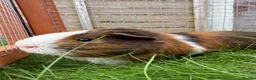 Guinea Pig rodents for sale: Baby guinea pigs! - Advert 6