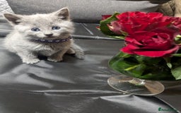 Russian Blue cats for sale: RB kittens Pedigree London  - Image 3