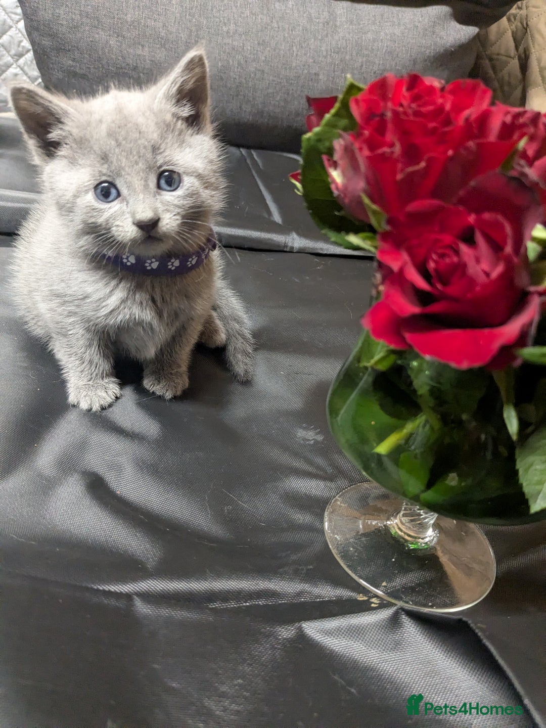 Russian Blue cats for sale: RB kittens Pedigree London  - Image 3