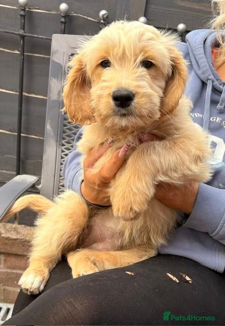 Goldendoodle dogs Australian Golden Doodle Puppies-Last Boy Remainng - Advert 7