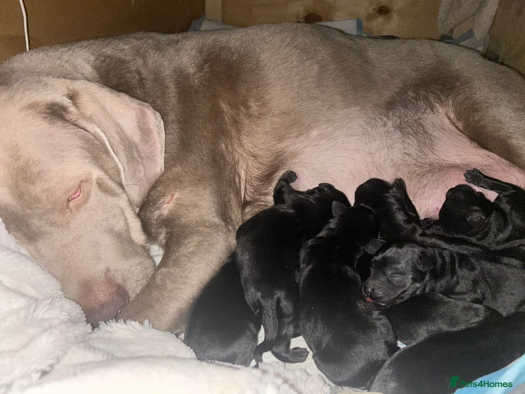 Labradoodle dogs for sale: F1 labradoodle puppy’s for sale 💙❤️ - Advert 2