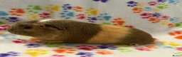 Guinea Pig rodents for sale: 8 week old ready to leave gorgeous guinea pigs   - Advert 5