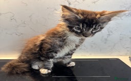 Maine Coon cats for sale: GCCF Registered Kittens. Beautiful lively kittens  - Image 6